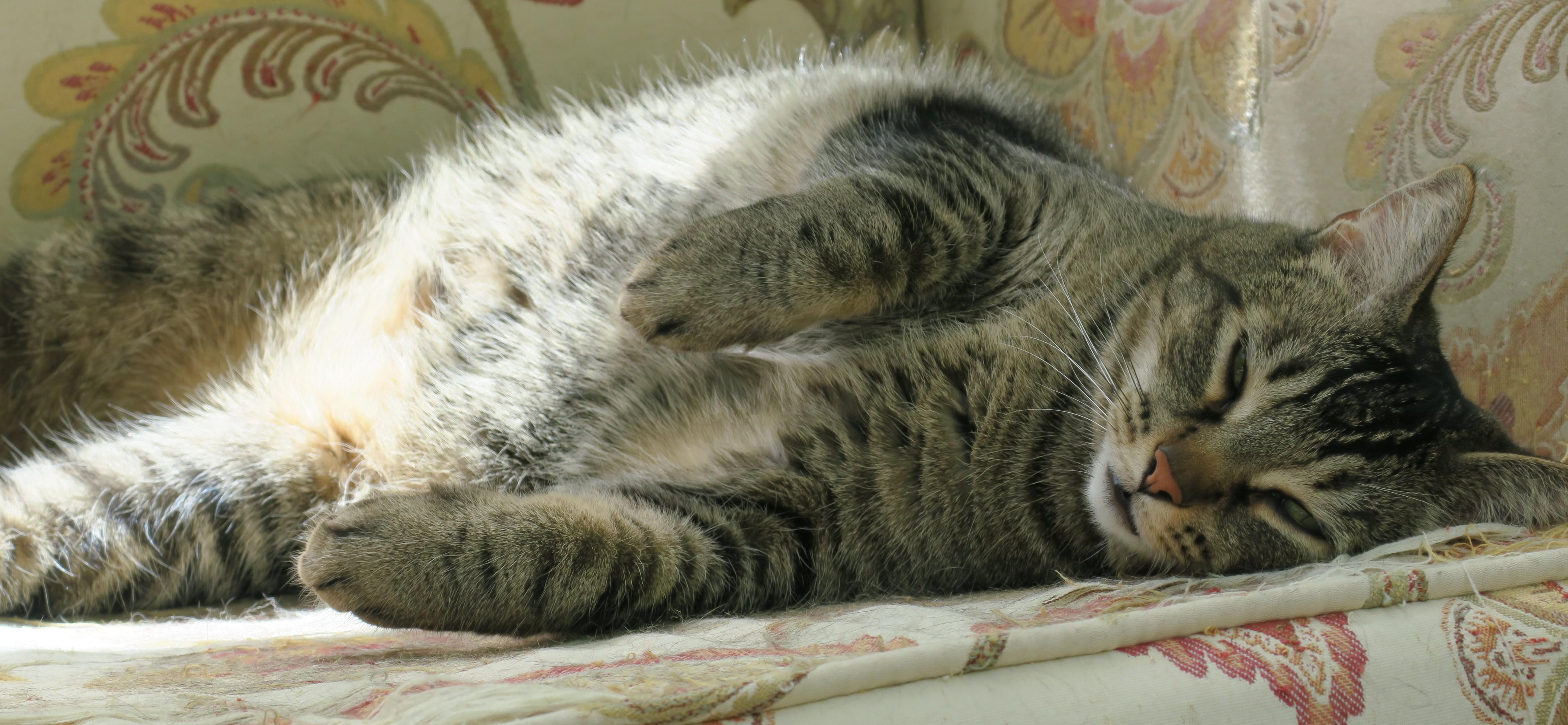 Enlarge Captain Chonk, an adoptable mixed breed in Bow, WA image 5/6