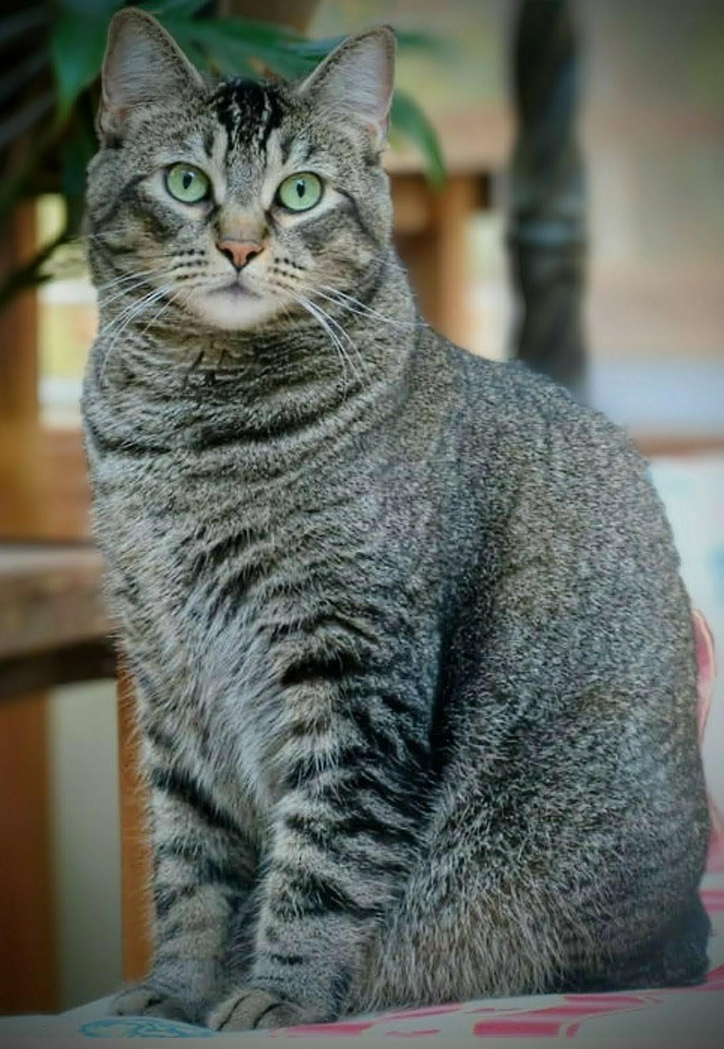 Lou, adoptable, Adult Male Tabby & Tiger.