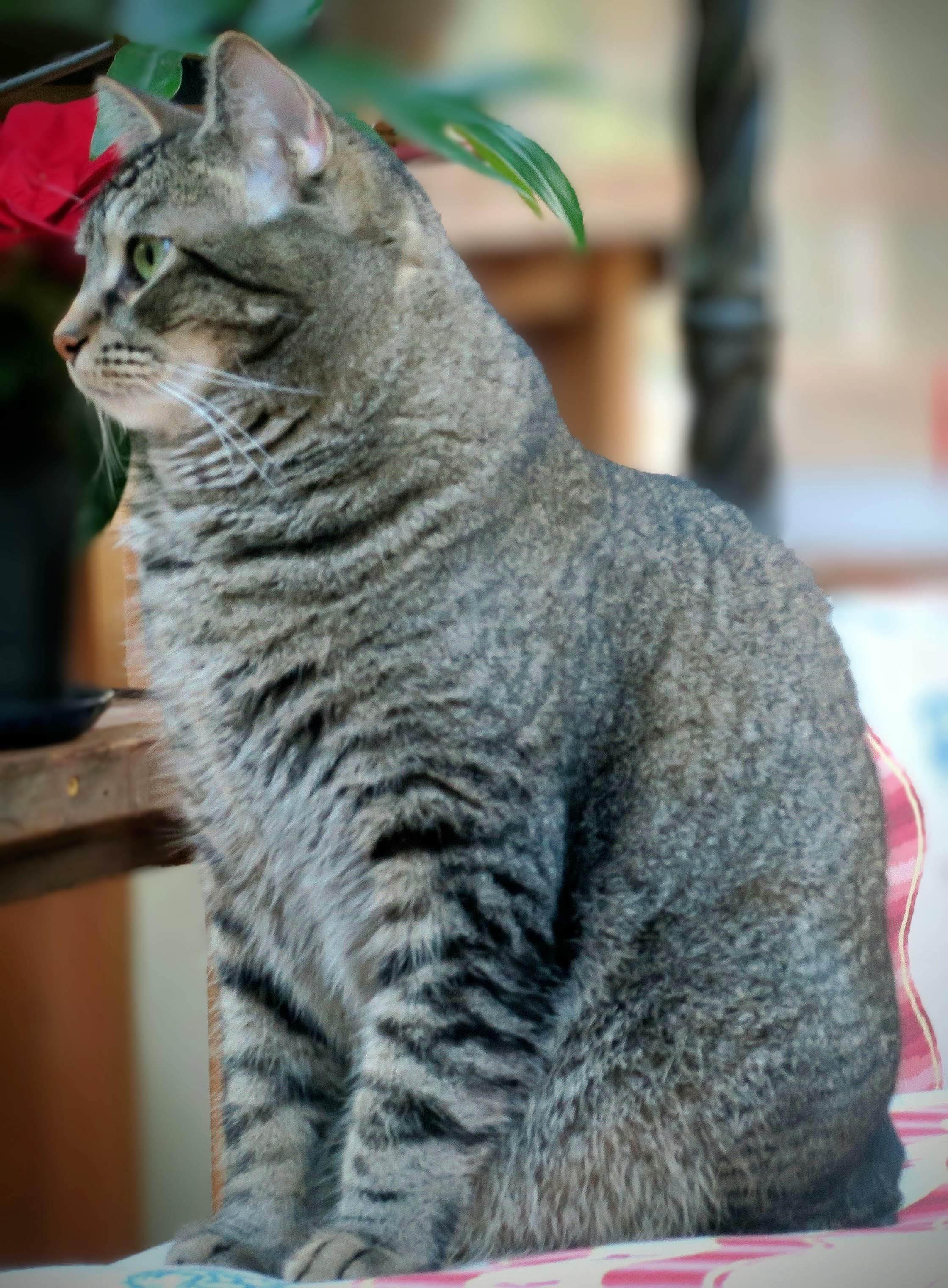 Lou, a ADOPTABLE mixed breed in Bow, WA image 5/5