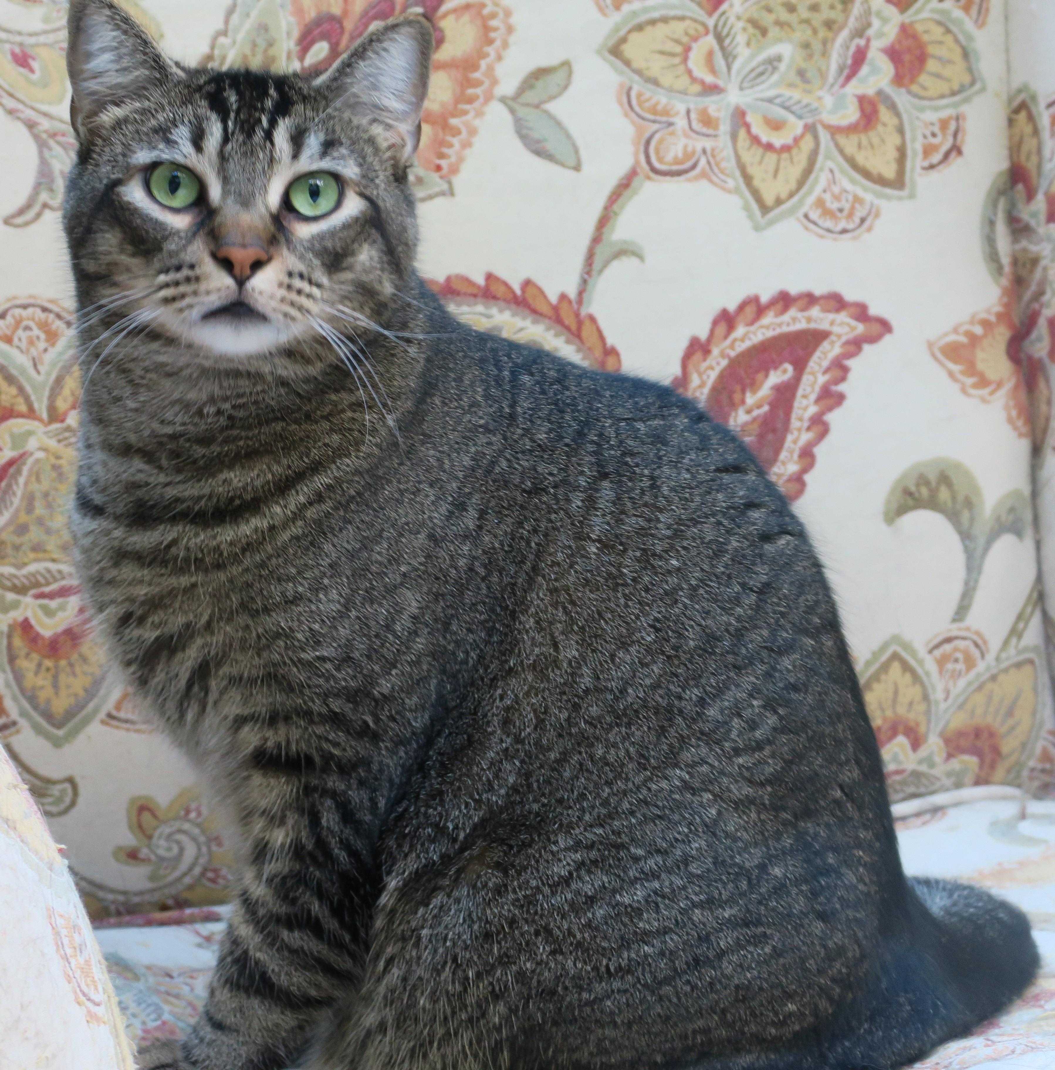 Lou, ADOPTABLE, Adult Male Abyssinian & Tabby.