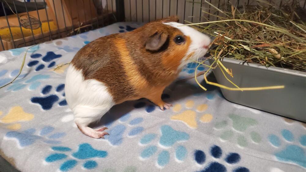 Luigi, Adoptable, Young Male Guinea Pig.