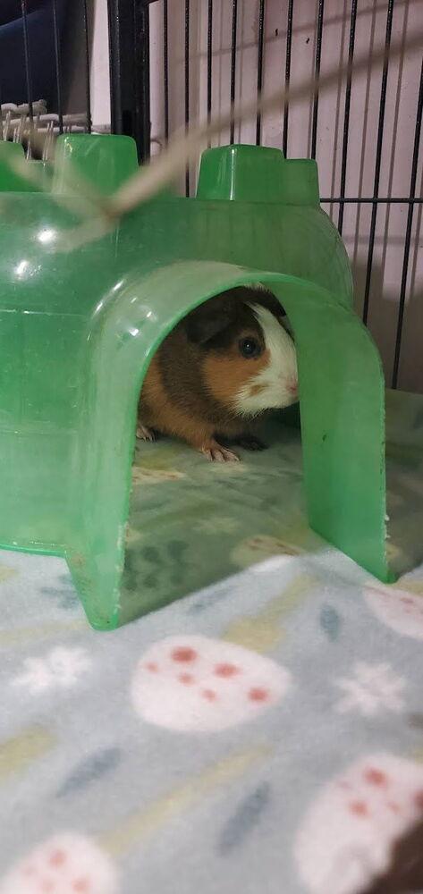 Enlarge Luigi, a Adoptable Guinea Pig in Port Saint Lucie, FL image 2/3