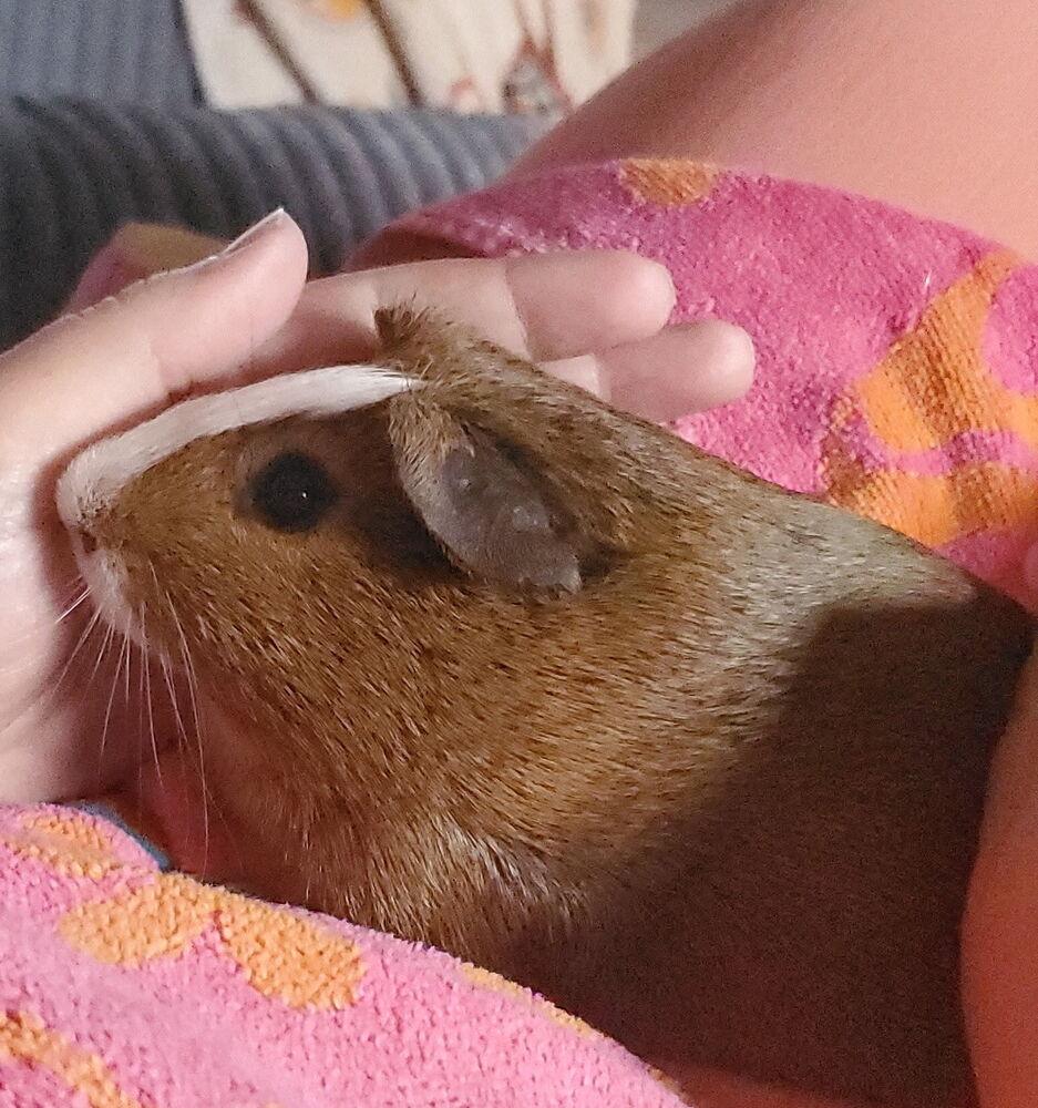 Enlarge Luigi, a Adoptable Guinea Pig in Port Saint Lucie, FL image 3/3