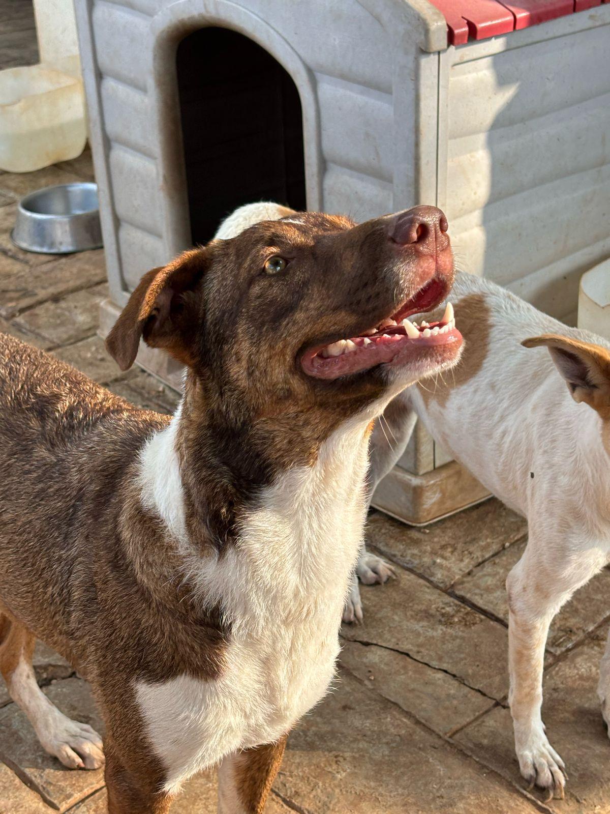 Flor, an adoptable Treeing Walker Coonhound, Labrador Retriever in Incline Village, NV, 89451 | Photo Image 4