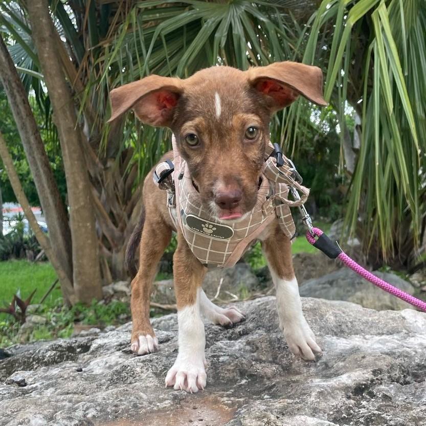 Flor, an adoptable Treeing Walker Coonhound, Labrador Retriever in Incline Village, NV, 89451 | Photo Image 5