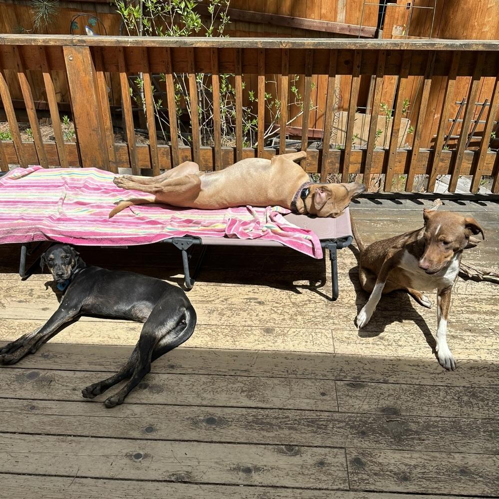 Flor, adopted, Young Female Treeing Walker Coonhound & Labrador Retriever.