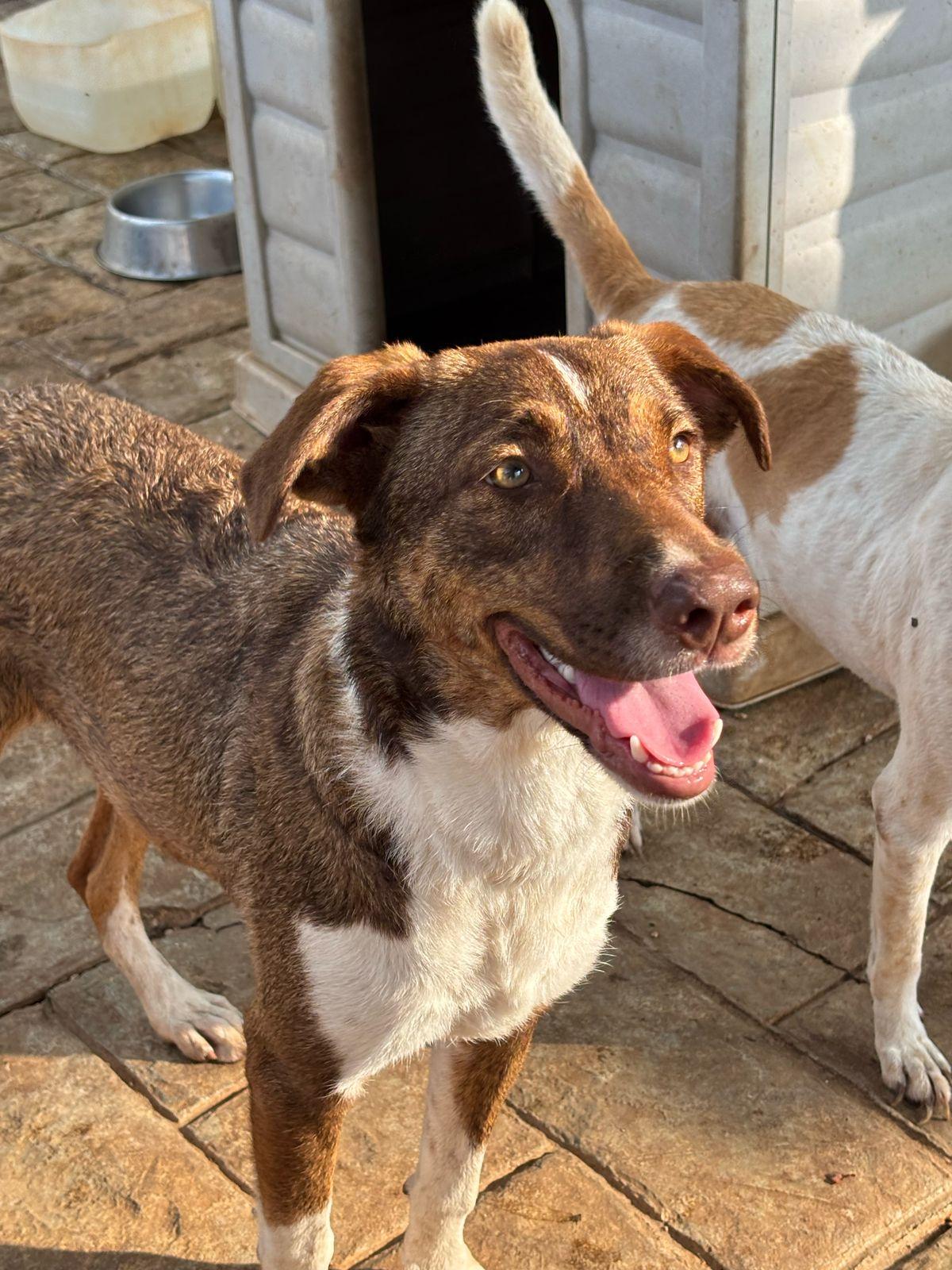 Enlarge Flor, an adopted mixed breed in Incline Village, NV image 2/6