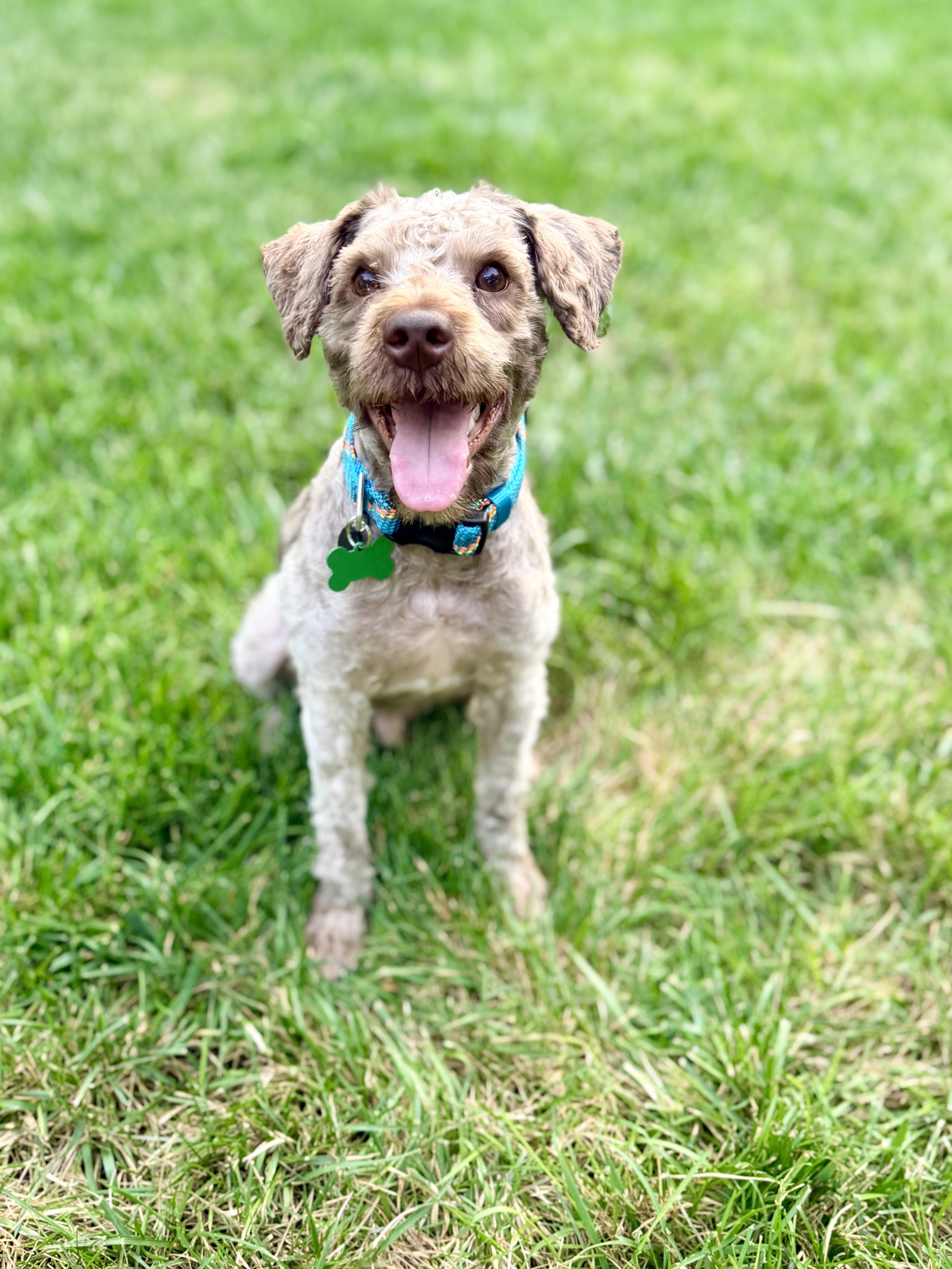 Jax, ADOPTABLE, Young Male Miniature Schnauzer & Miniature Poodle.