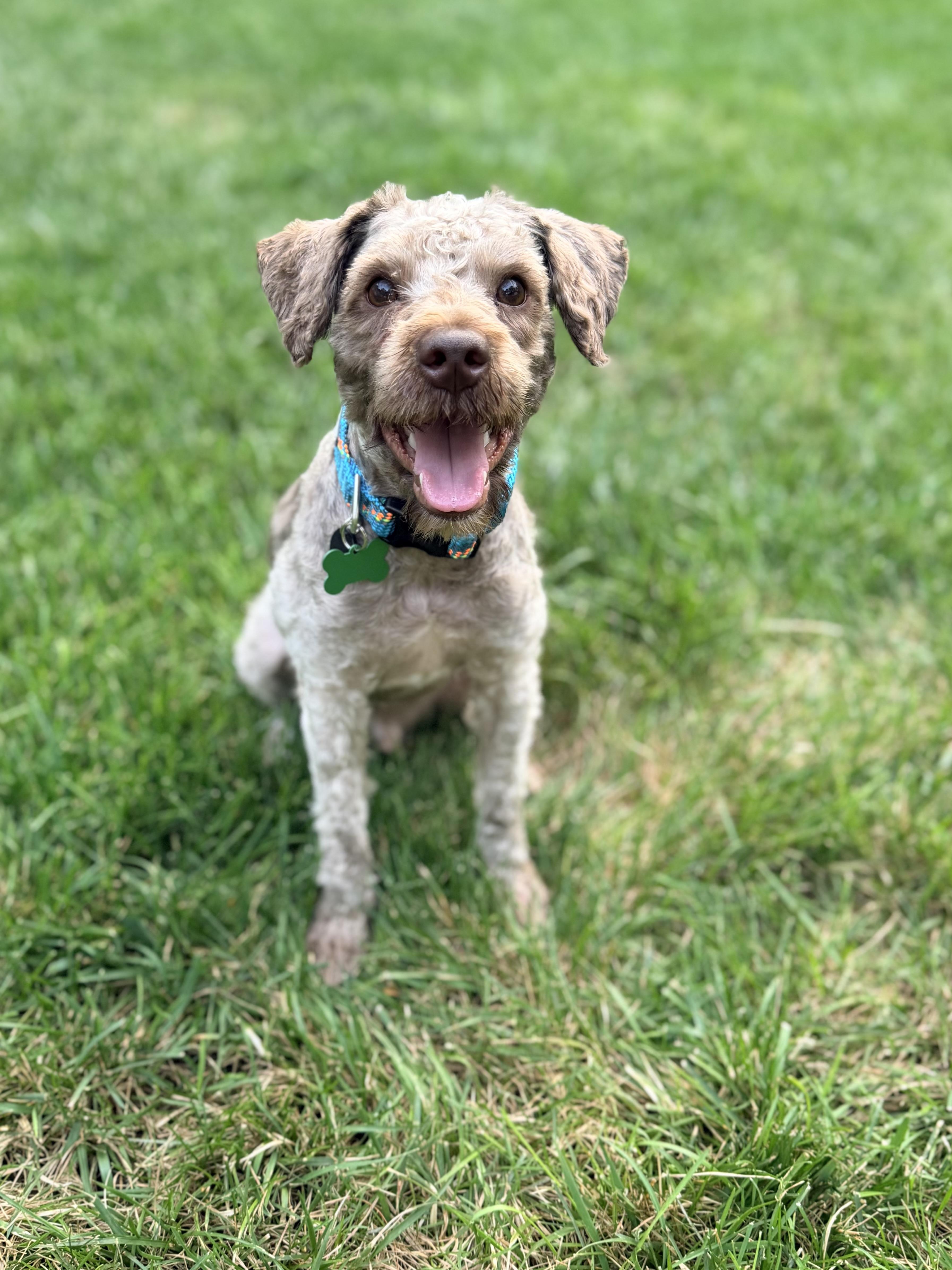 Jax, a ADOPTABLE mixed breed in Medford, NJ image 4/5
