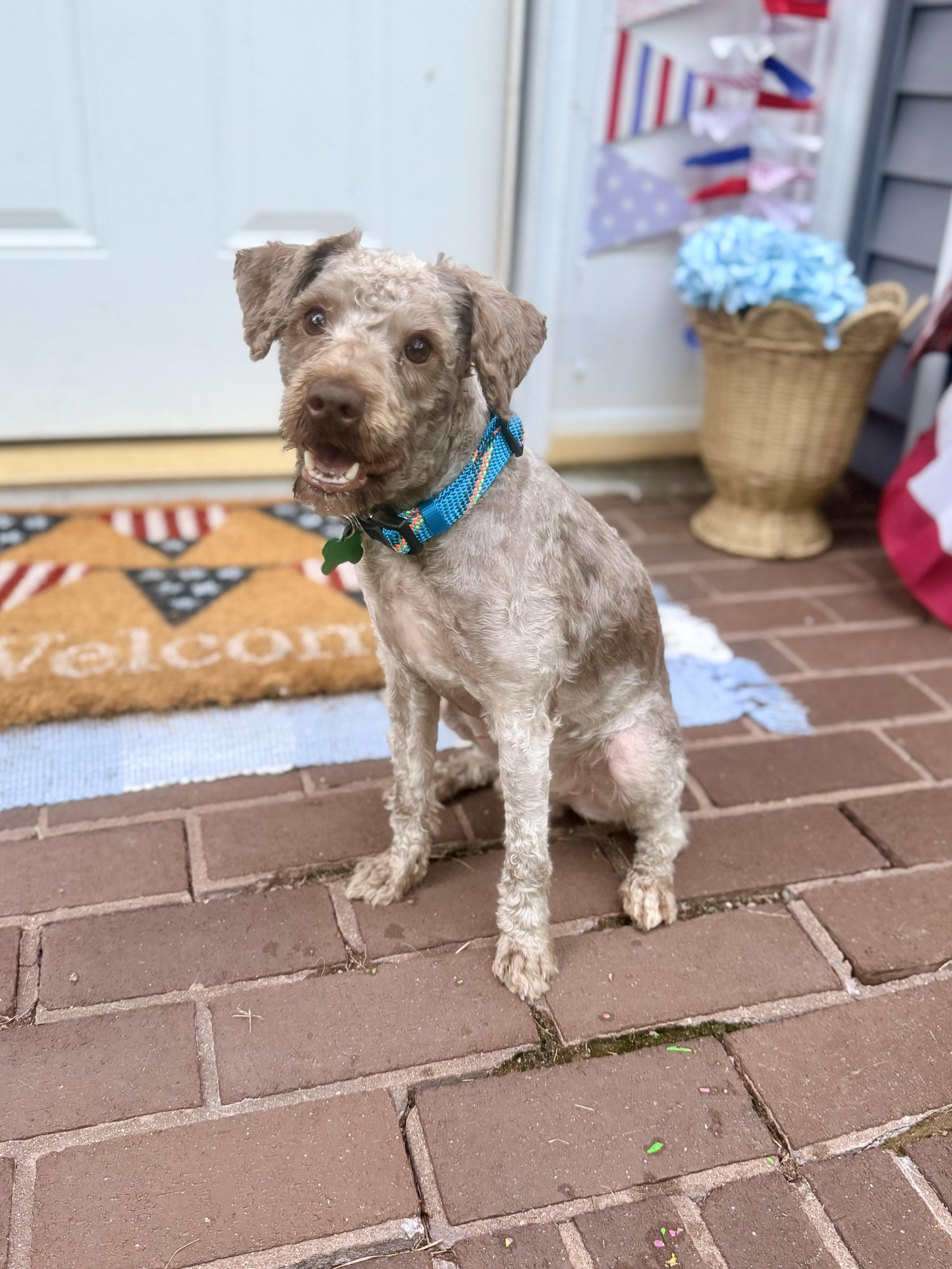 Jax, a ADOPTABLE mixed breed in Medford, NJ image 5/5