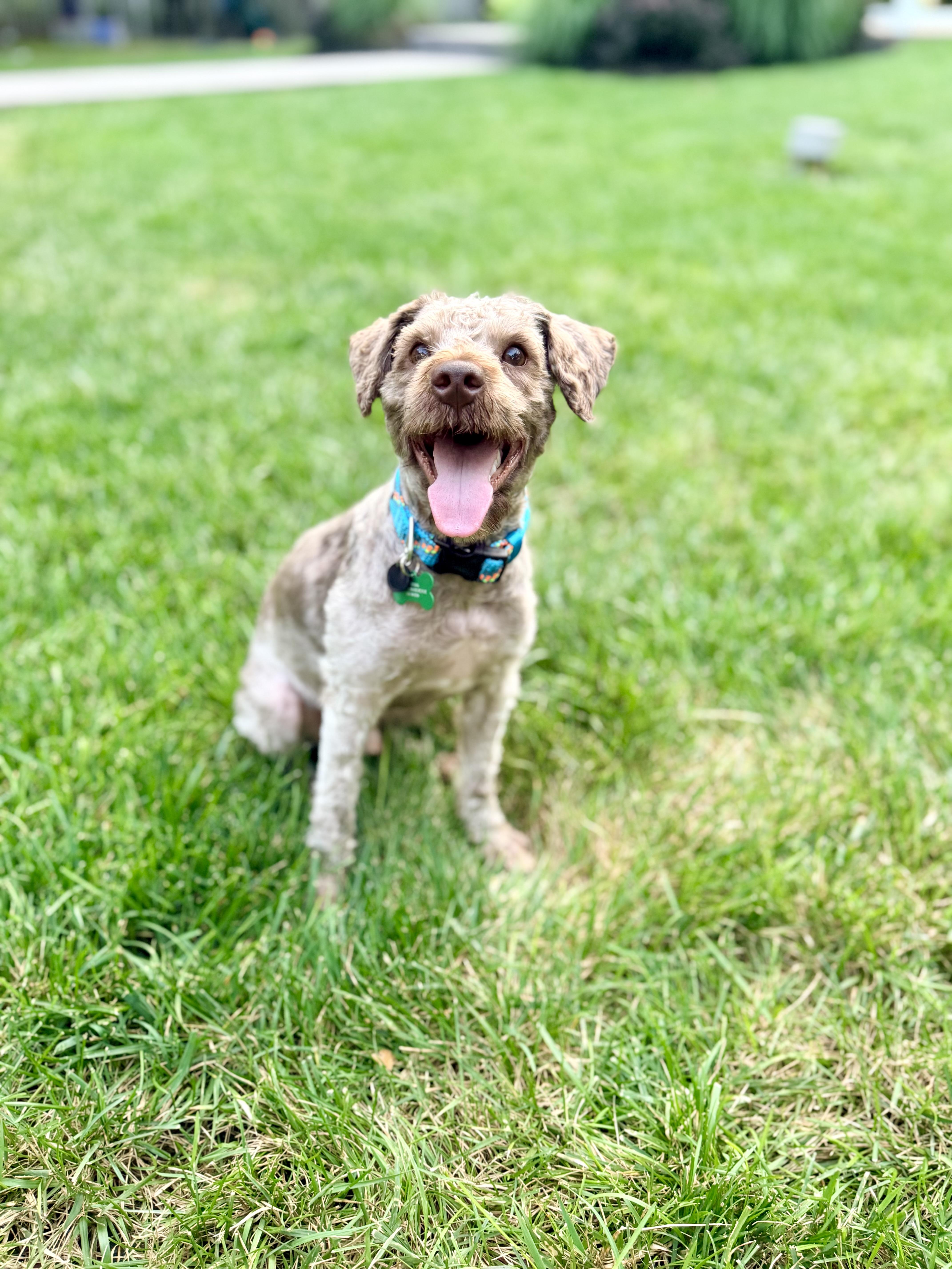 Jax, a ADOPTABLE mixed breed in Medford, NJ image 3/5