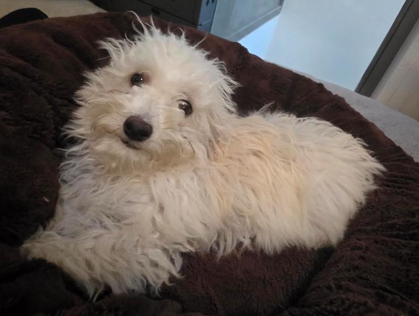 Enlarge Coco, a Adoptable mixed breed in Seattle, WA image 5/6