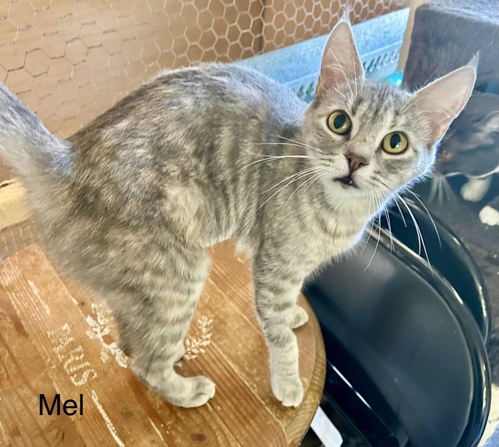 Mel (Honey), Adopted, Young Female Dilute Calico.