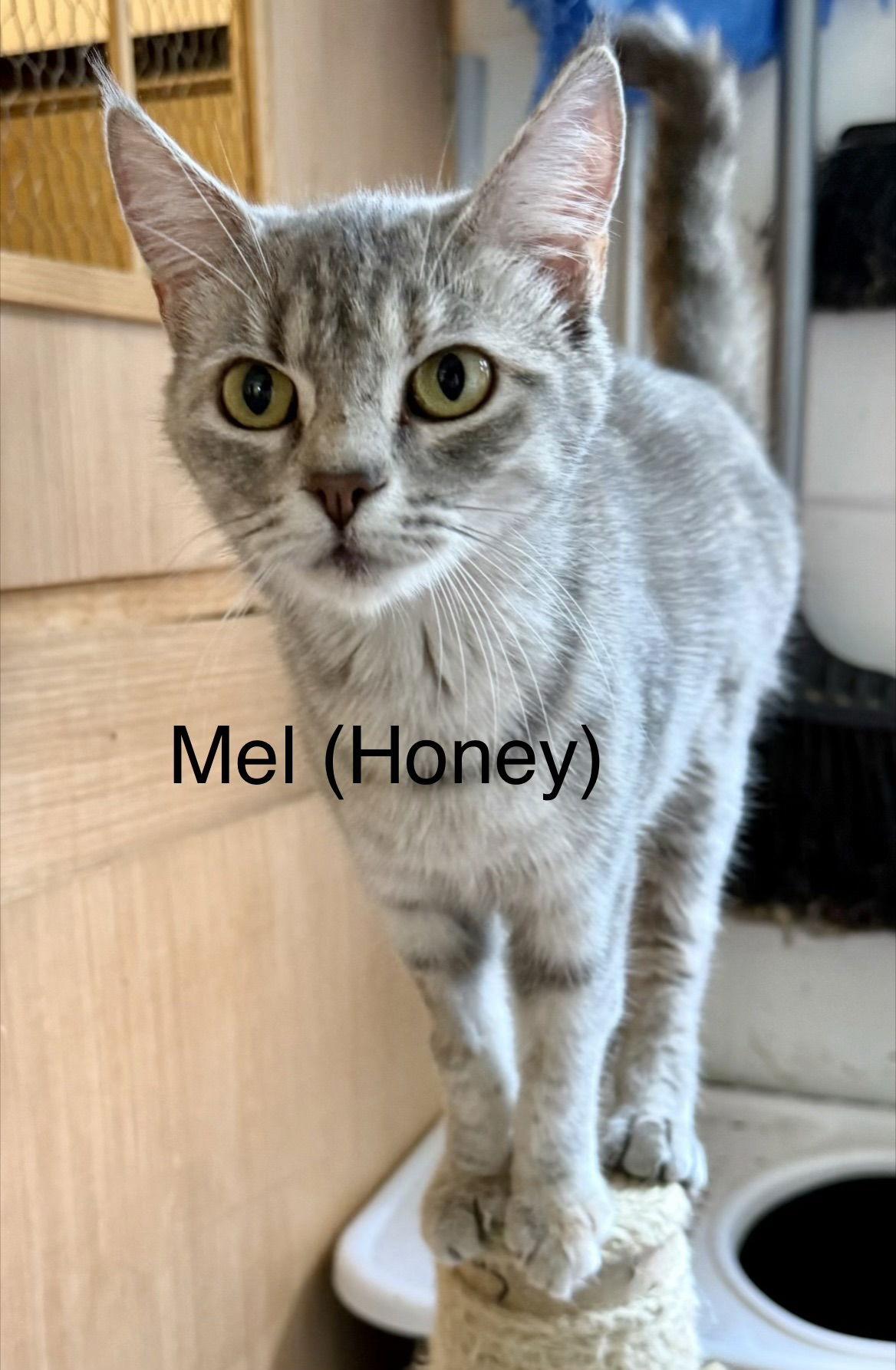 Enlarge Mel (Honey), a Adopted Dilute Calico in Winter Garden, FL image 2/3