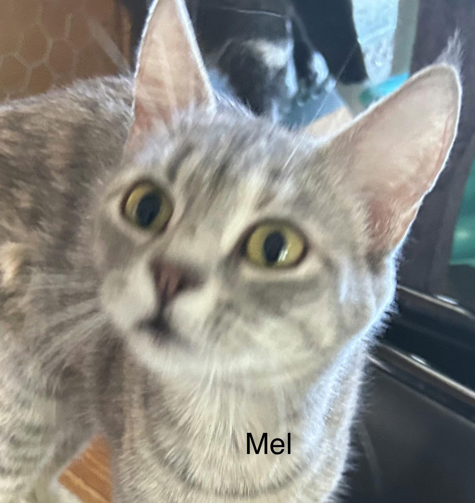 Enlarge Mel (Honey), a Adopted Dilute Calico in Winter Garden, FL image 3/3