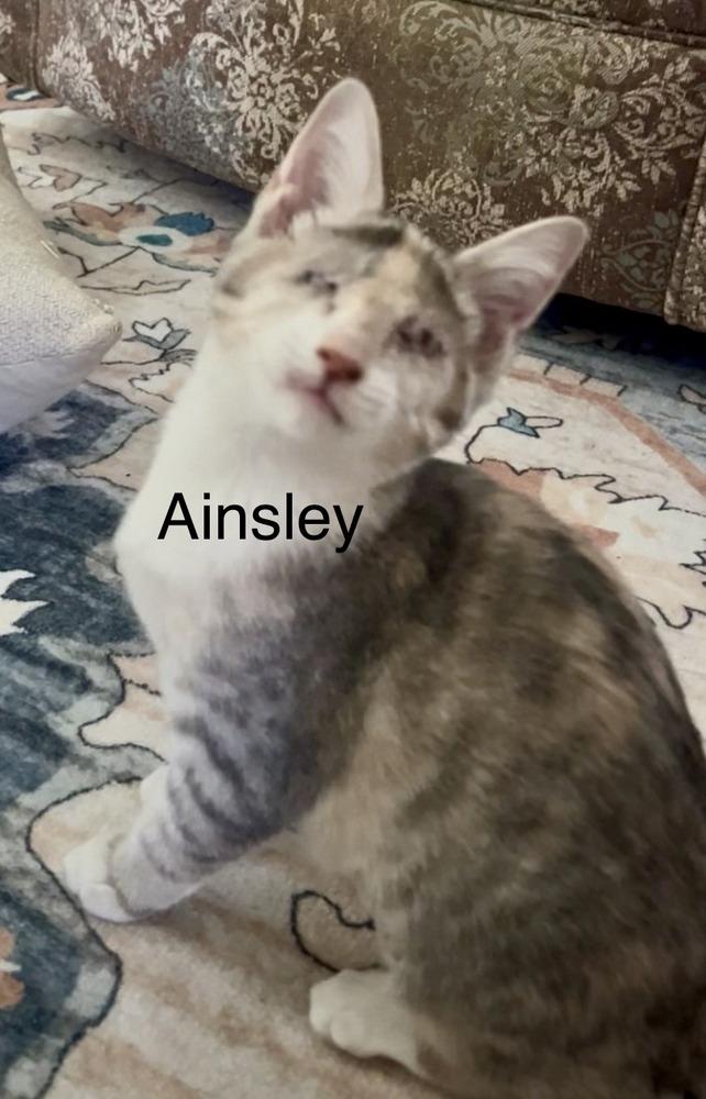 Enlarge Ainsley, a Adoptable mixed breed in Fern Park, FL image 1/1