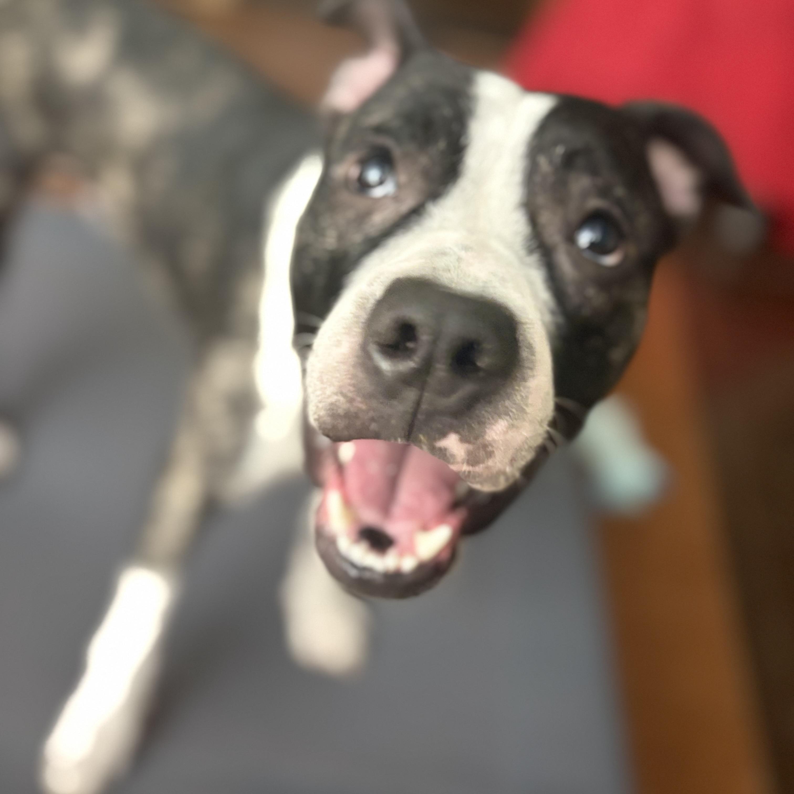 Enlarge Thumper, a Adoptable mixed breed in Choctaw, OK image 4/5