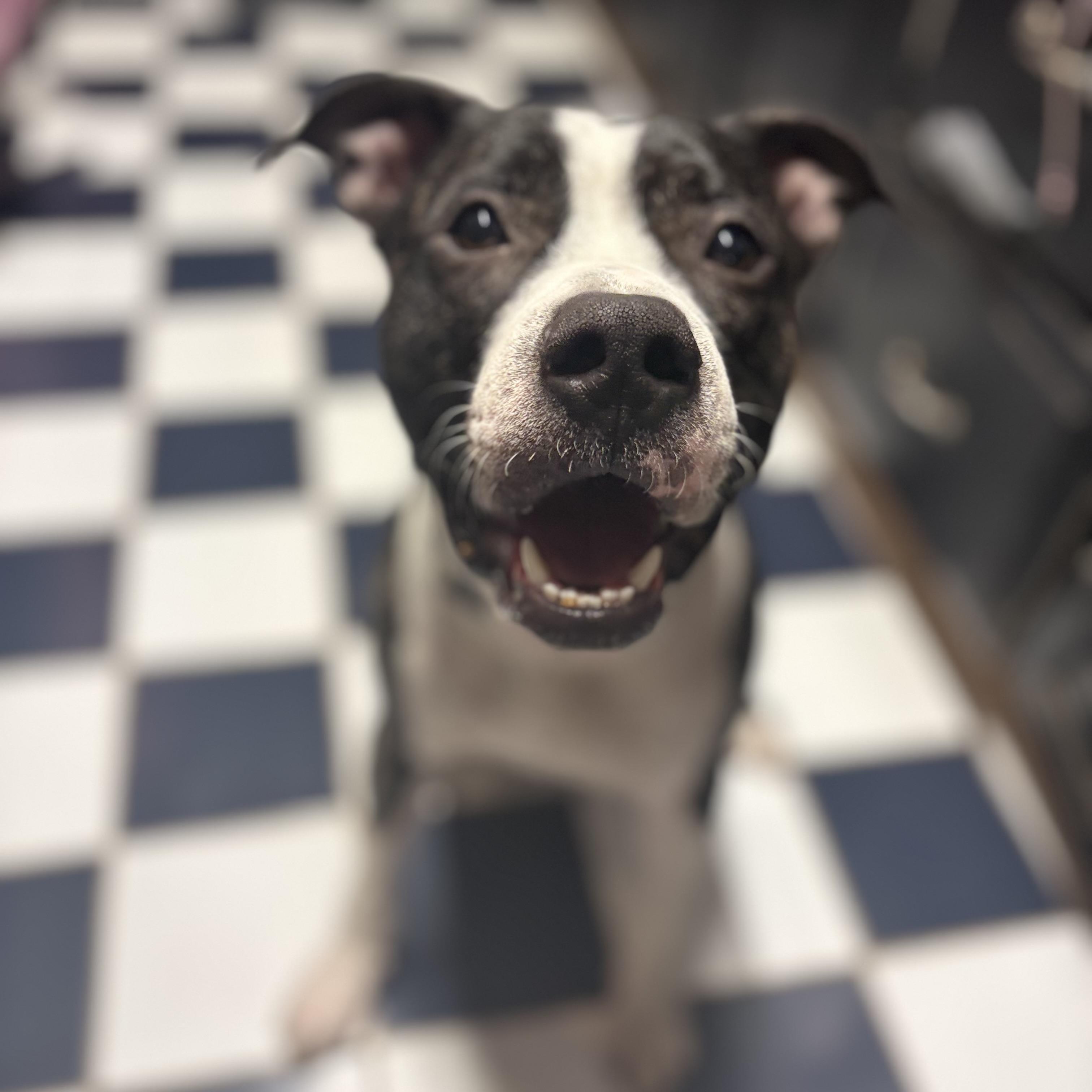 Enlarge Thumper, a Adoptable mixed breed in Choctaw, OK image 5/5