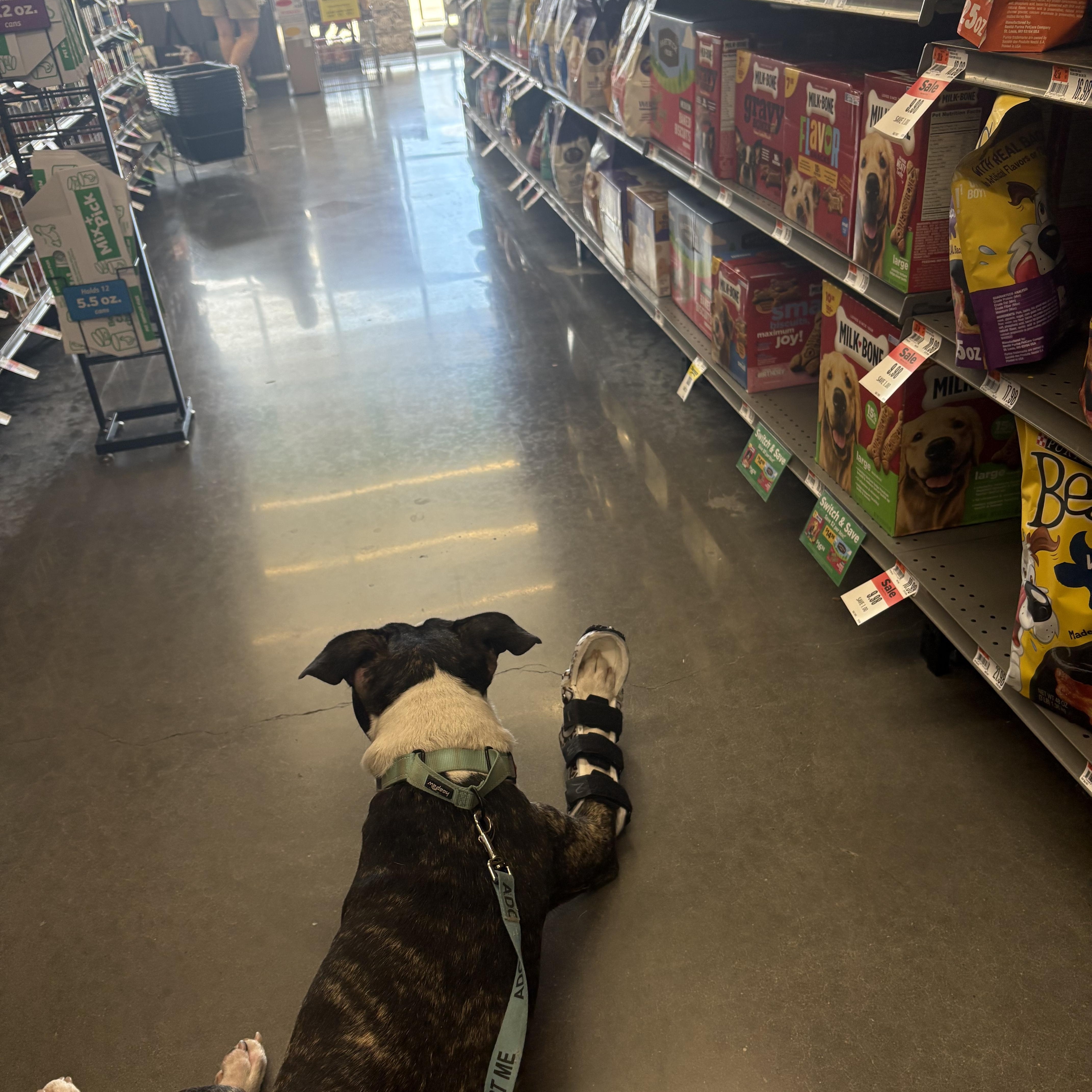 Enlarge Thumper, a Adoptable mixed breed in Choctaw, OK image 2/5