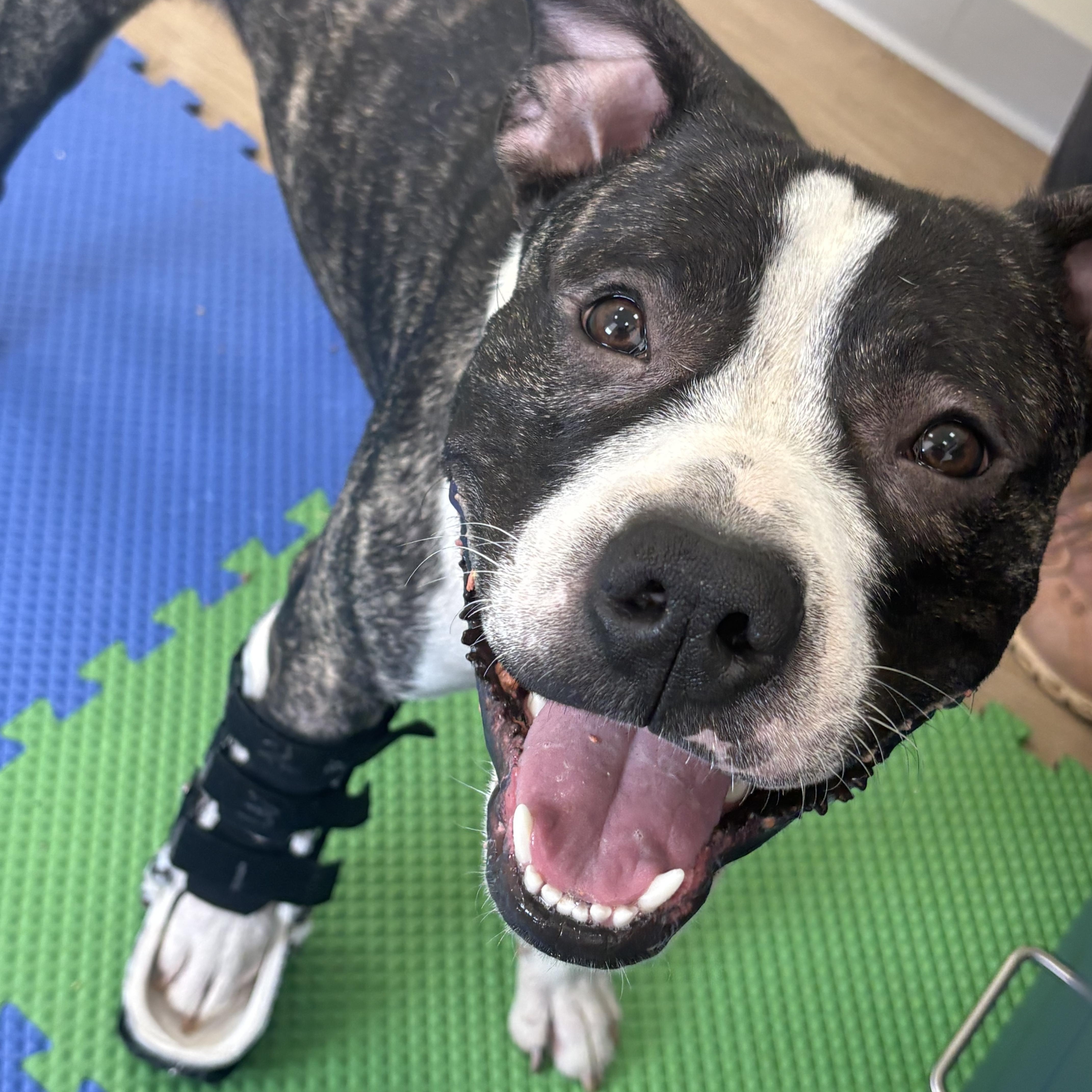 Thumper, Adoptable, Young Male American Staffordshire Terrier & Pit Bull Terrier.