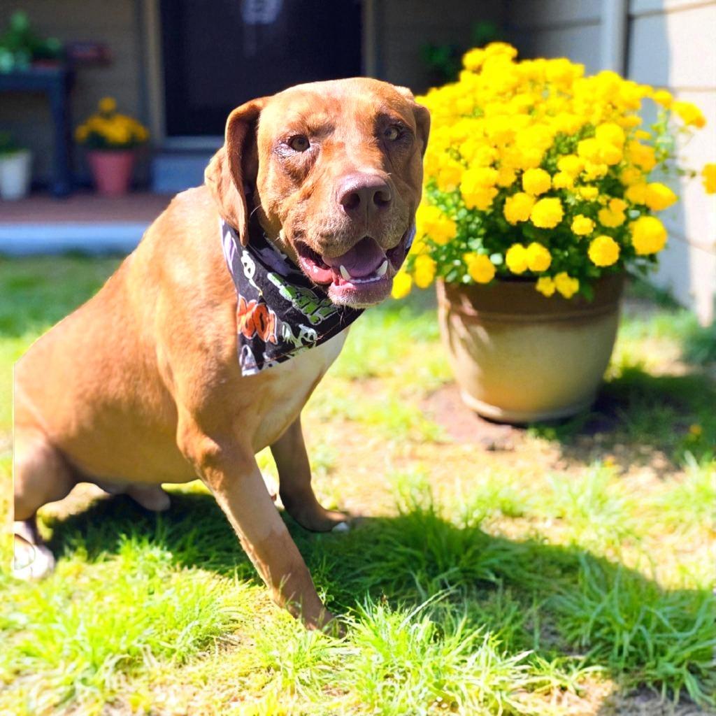 TONY, a Adoptable Shepherd in Elizabethton, TN image 1/6