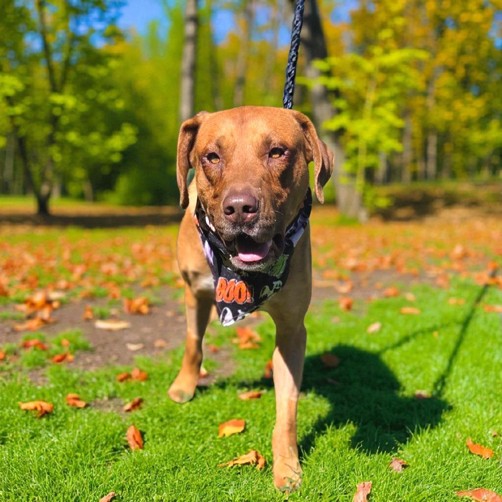 TONY, a Adoptable Shepherd in Elizabethton, TN image 2/6