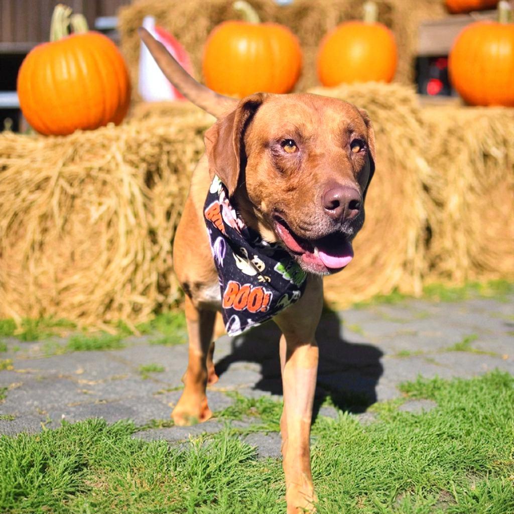 TONY, a Adoptable Shepherd in Elizabethton, TN image 3/6