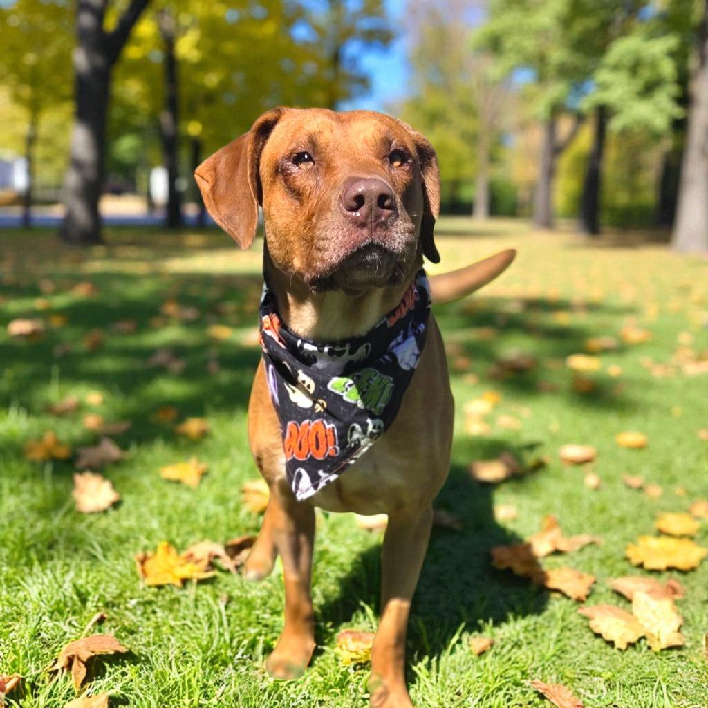 TONY, a Adoptable Shepherd in Elizabethton, TN image 4/6