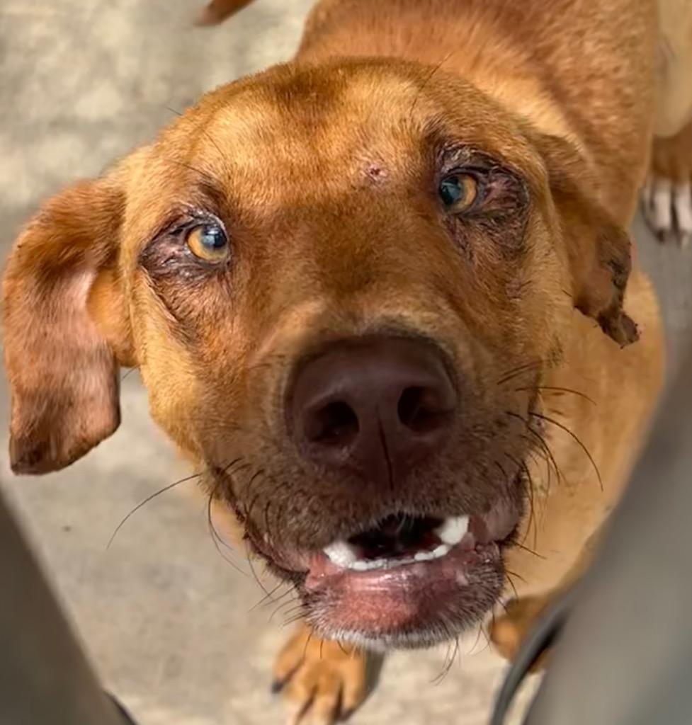 TONY, a Adoptable Shepherd in Elizabethton, TN image 5/6