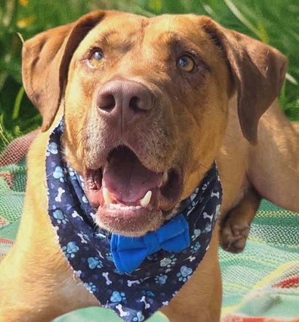 TONY, a Adoptable Shepherd in Elizabethton, TN image 6/6