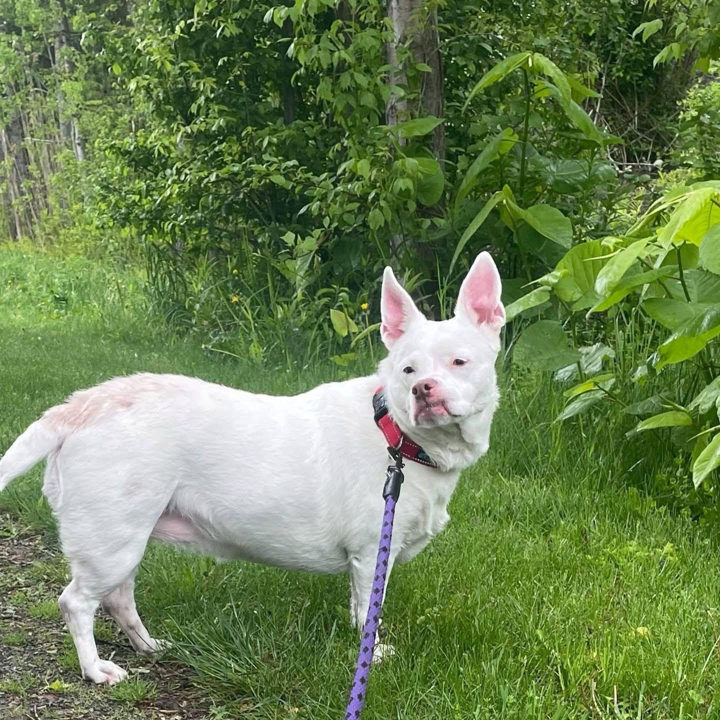 Enlarge Bailey, a Adopted mixed breed in Montpelier, VT image 1/3