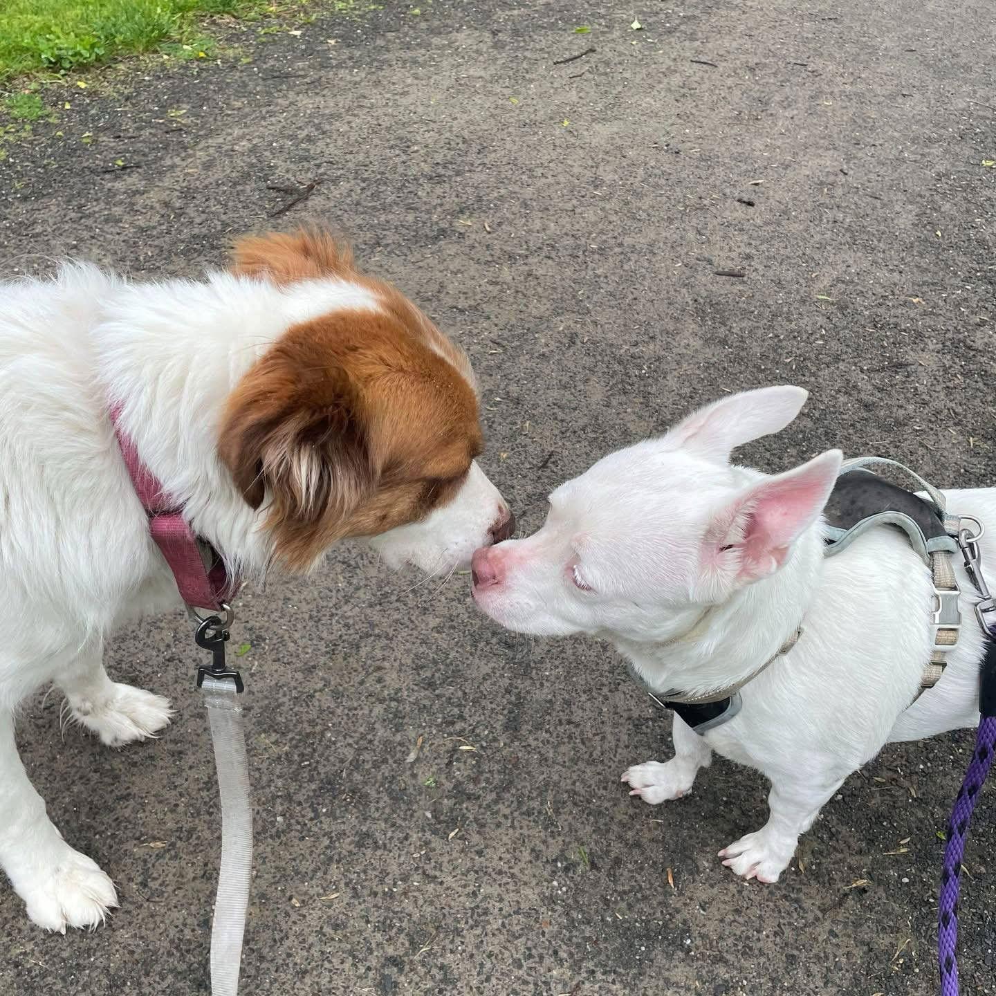 Enlarge Bailey, a Adopted mixed breed in Montpelier, VT image 2/3