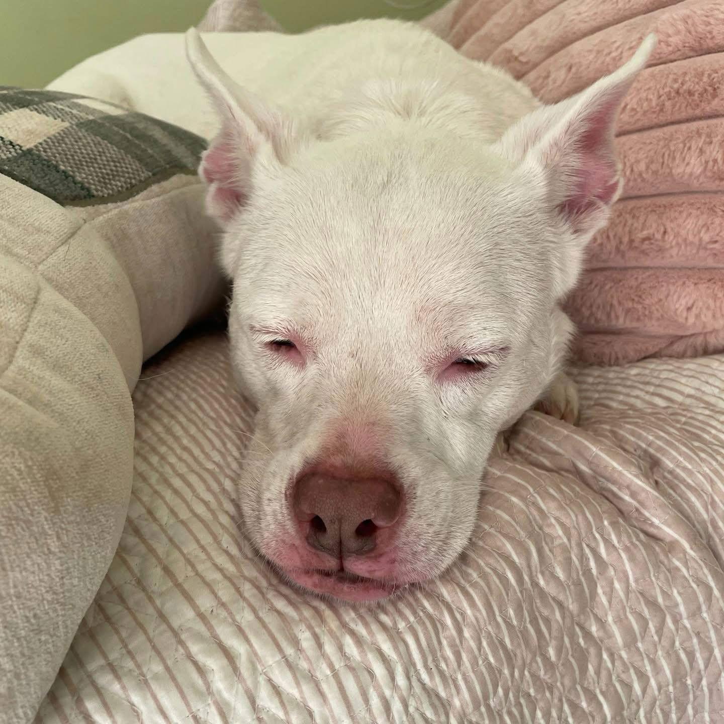 Enlarge Bailey, a Adopted mixed breed in Montpelier, VT image 3/3