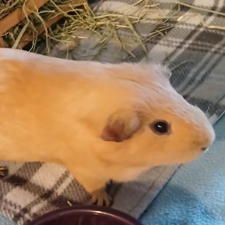 Mac, a ADOPTABLE Guinea Pig in Saint Paul, MN image 1/3