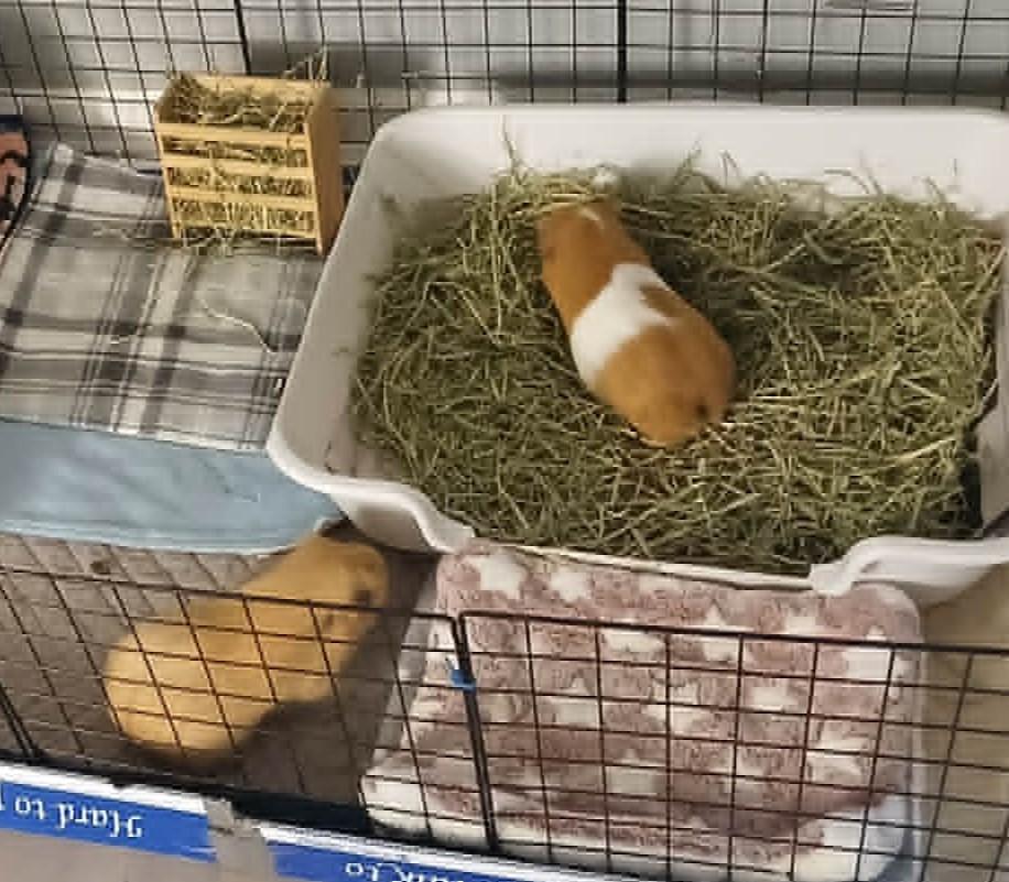 Mac, a ADOPTABLE Guinea Pig in Saint Paul, MN image 2/3