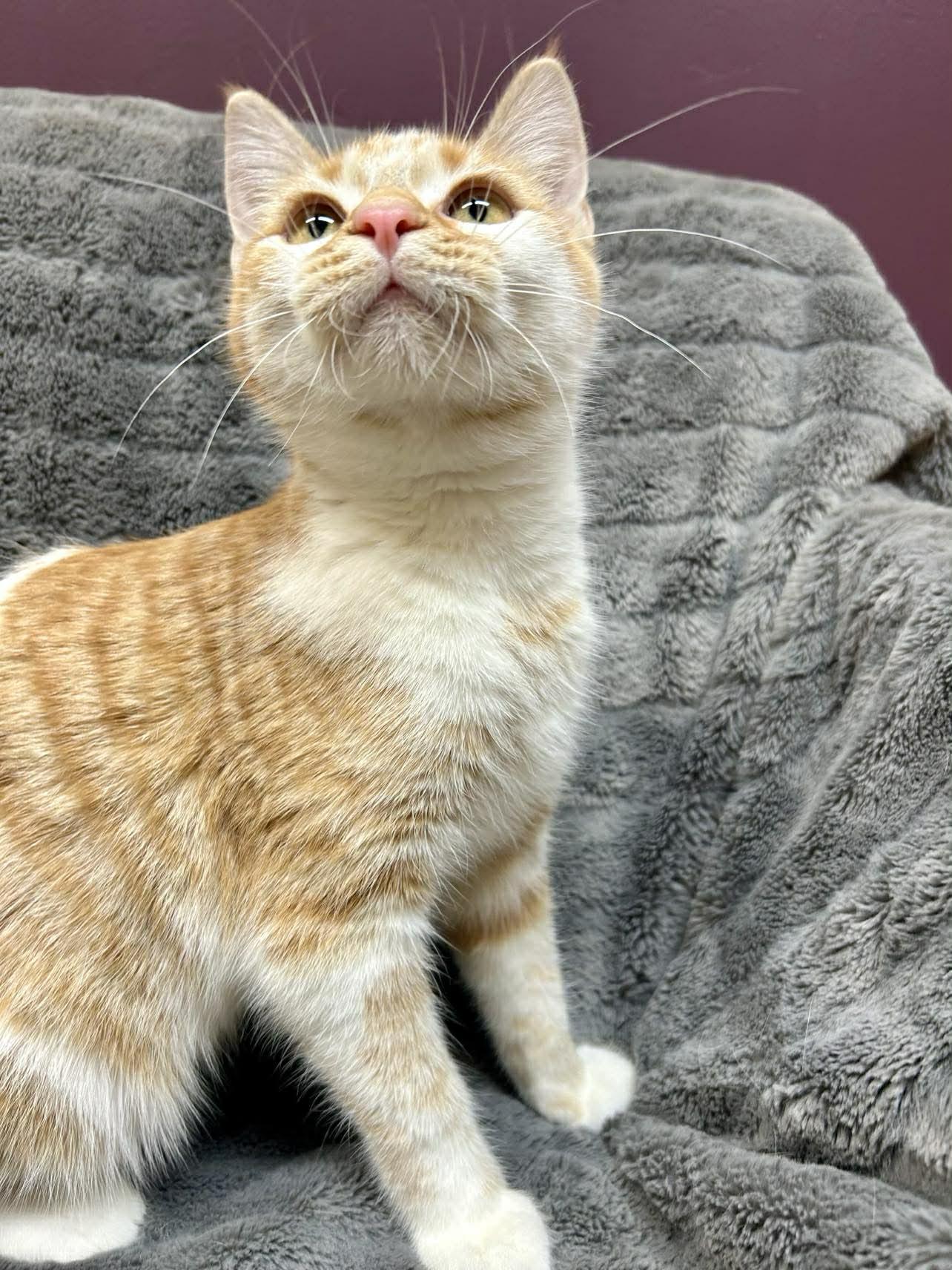 Enlarge Cheez-It , an adopted Domestic Short Hair in Alexandria, MN image 2/2