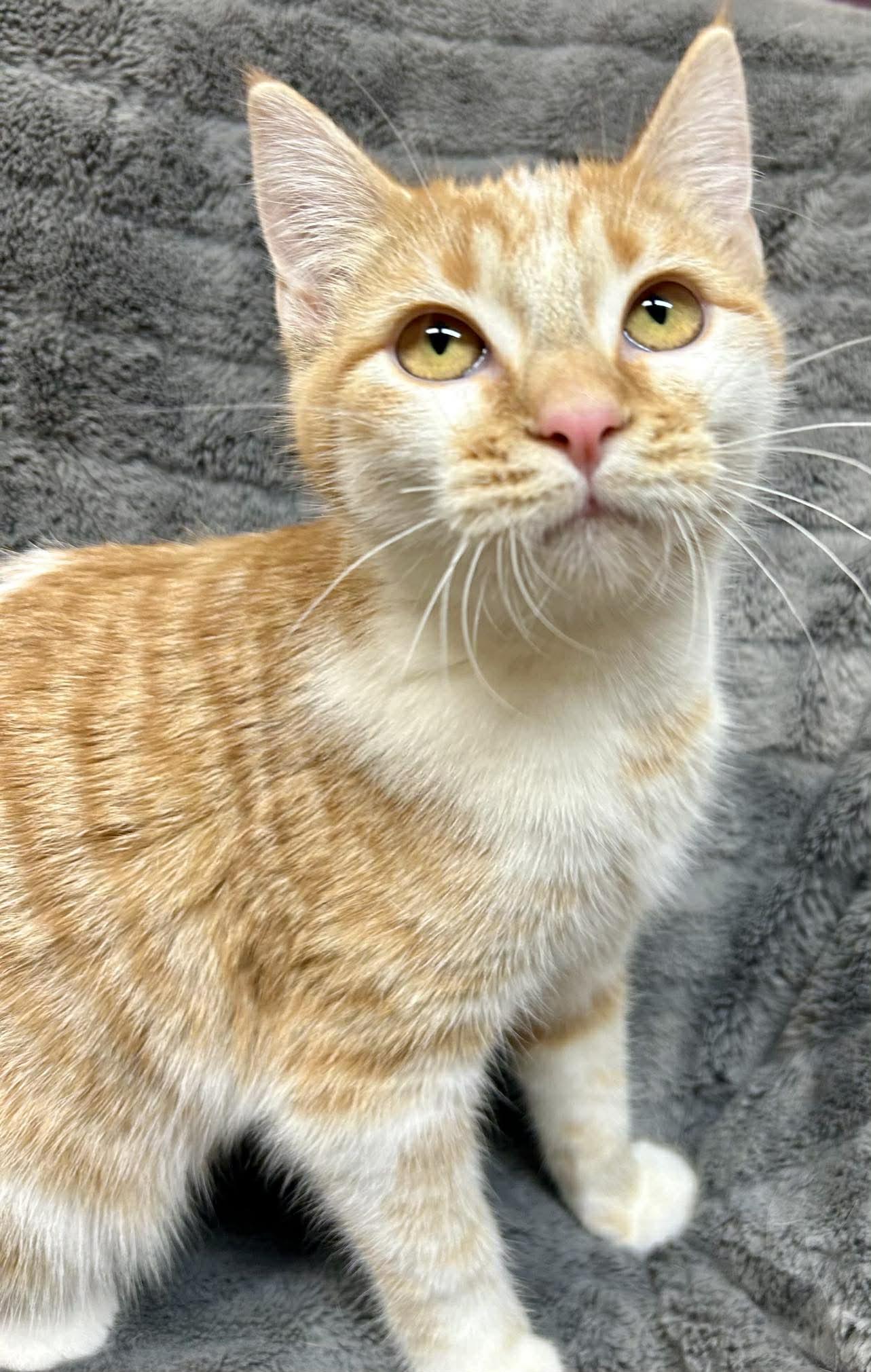 Cheez-It , adopted, Kitten Female Domestic Short Hair.
