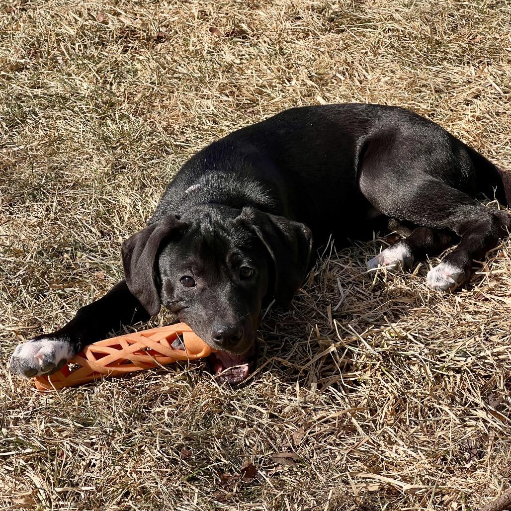 Julia $475, Adoptable, Puppy Female Mixed Breed.