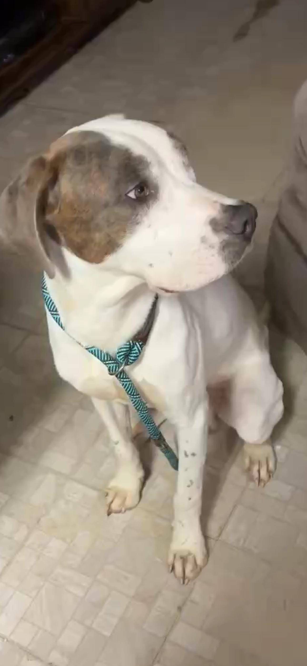 Douglas, ADOPTABLE, Young Male Catahoula Leopard Dog.