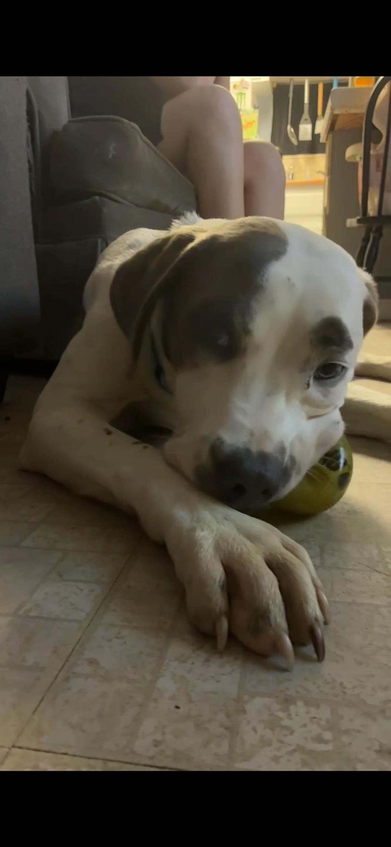 Enlarge Douglas, a ADOPTABLE mixed breed in Bronson, TX image 2/4