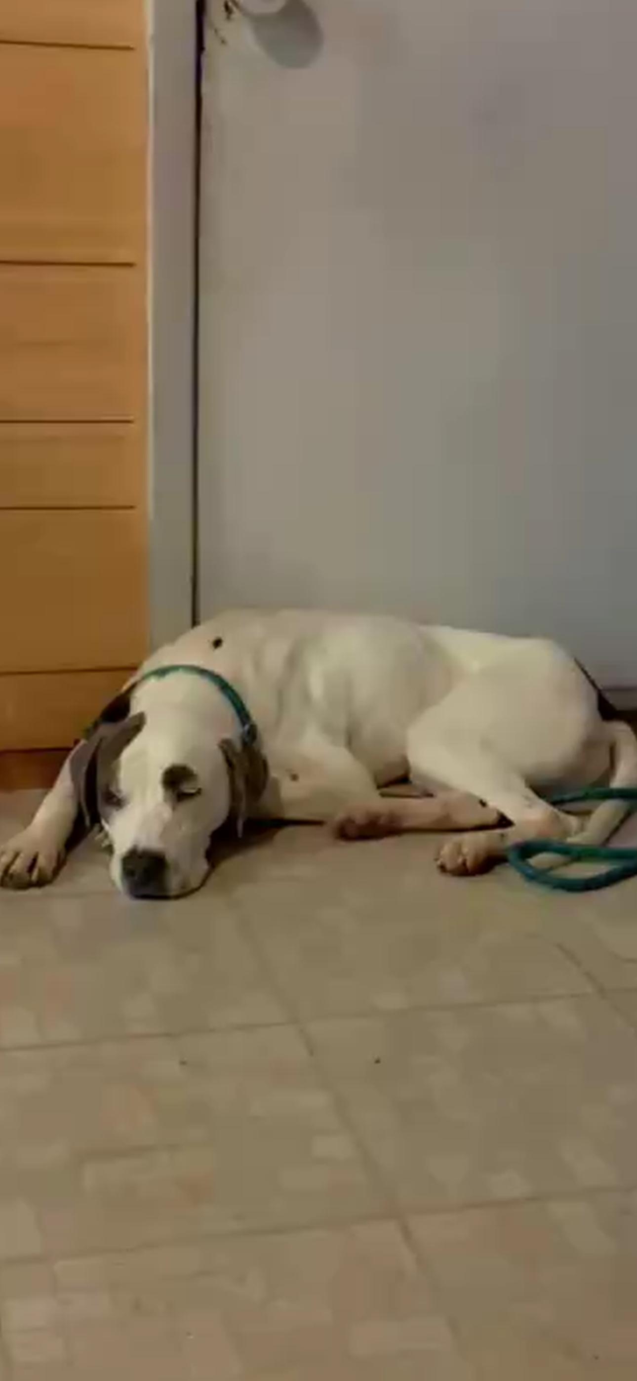 Enlarge Douglas, a ADOPTABLE mixed breed in Bronson, TX image 3/4