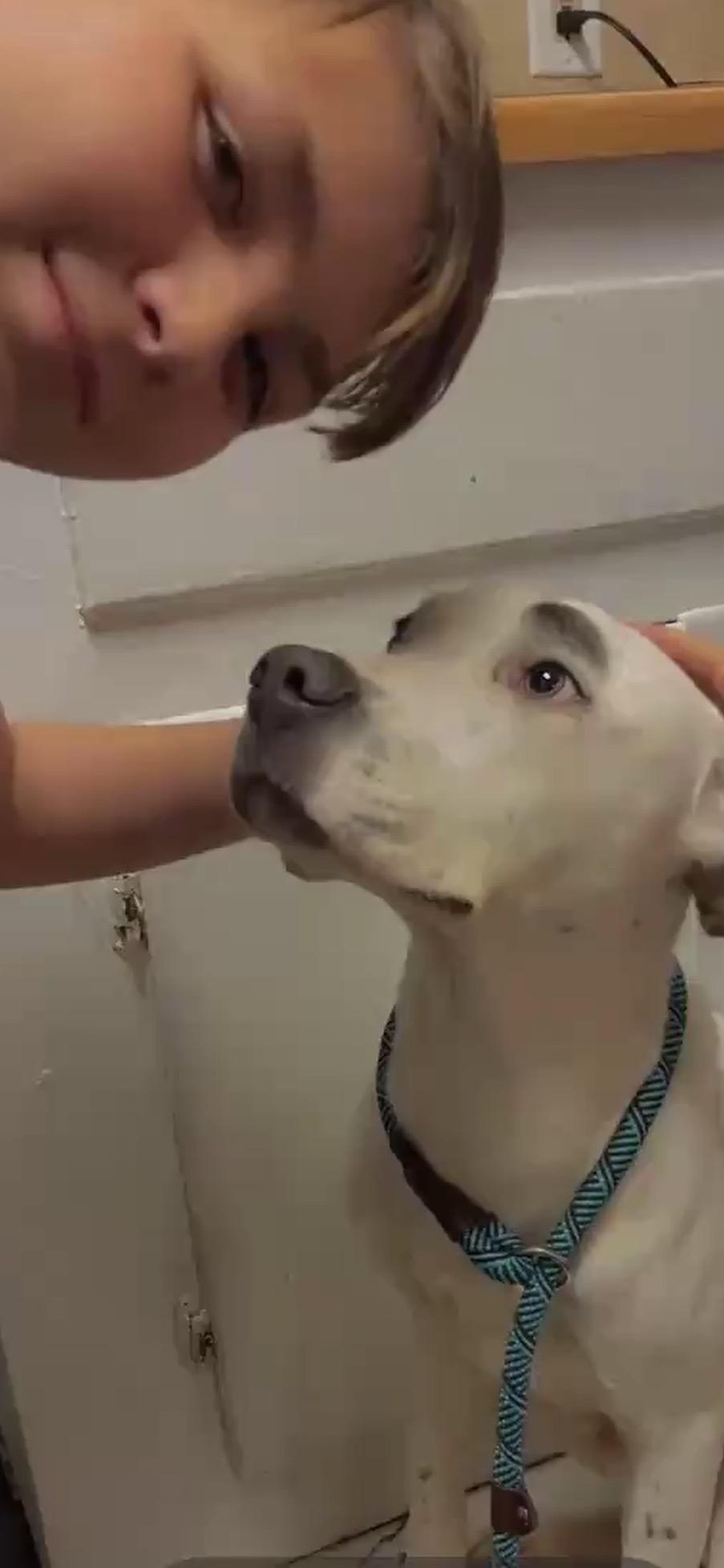 Enlarge Douglas, a ADOPTABLE mixed breed in Bronson, TX image 4/4