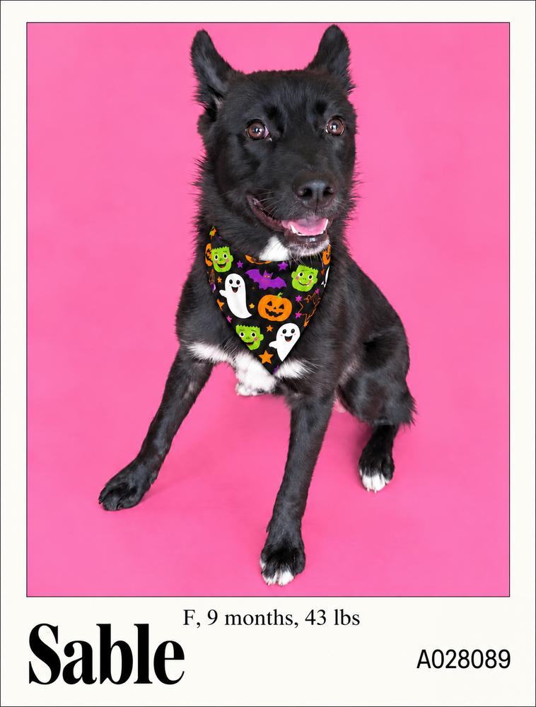 Sable, Adoptable, Puppy Female German Shepherd Dog.