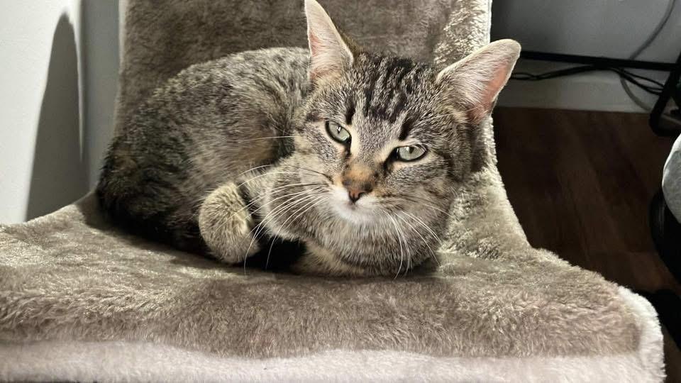 Enlarge Stevie Nicks, a Adoptable mixed breed in Auburn, IN image 1/3