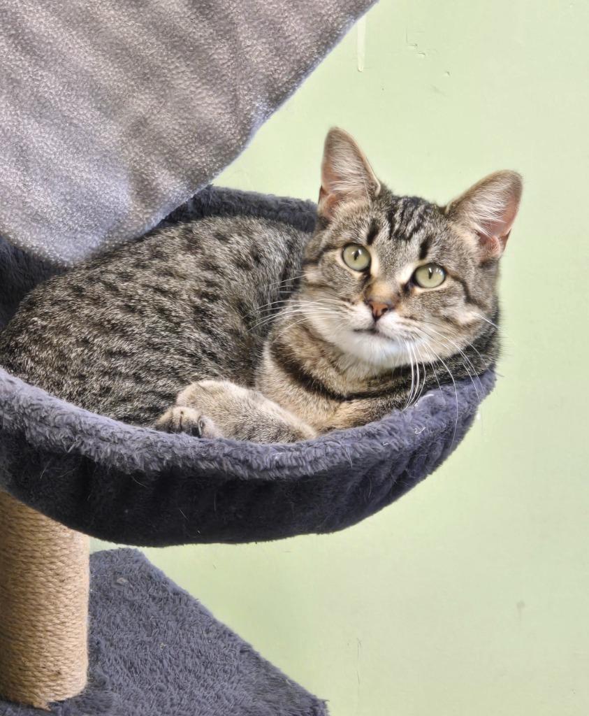 Enlarge Stevie Nicks, a Adoptable mixed breed in Auburn, IN image 2/3