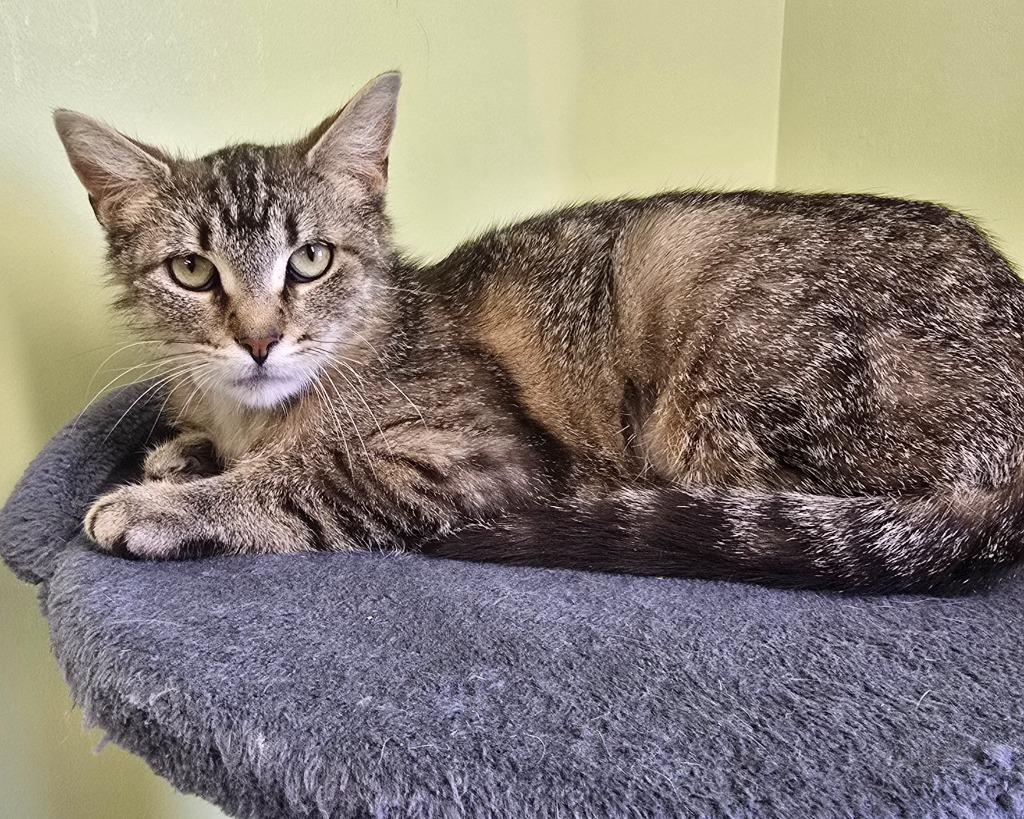 Enlarge Stevie Nicks, a Adoptable mixed breed in Auburn, IN image 3/3