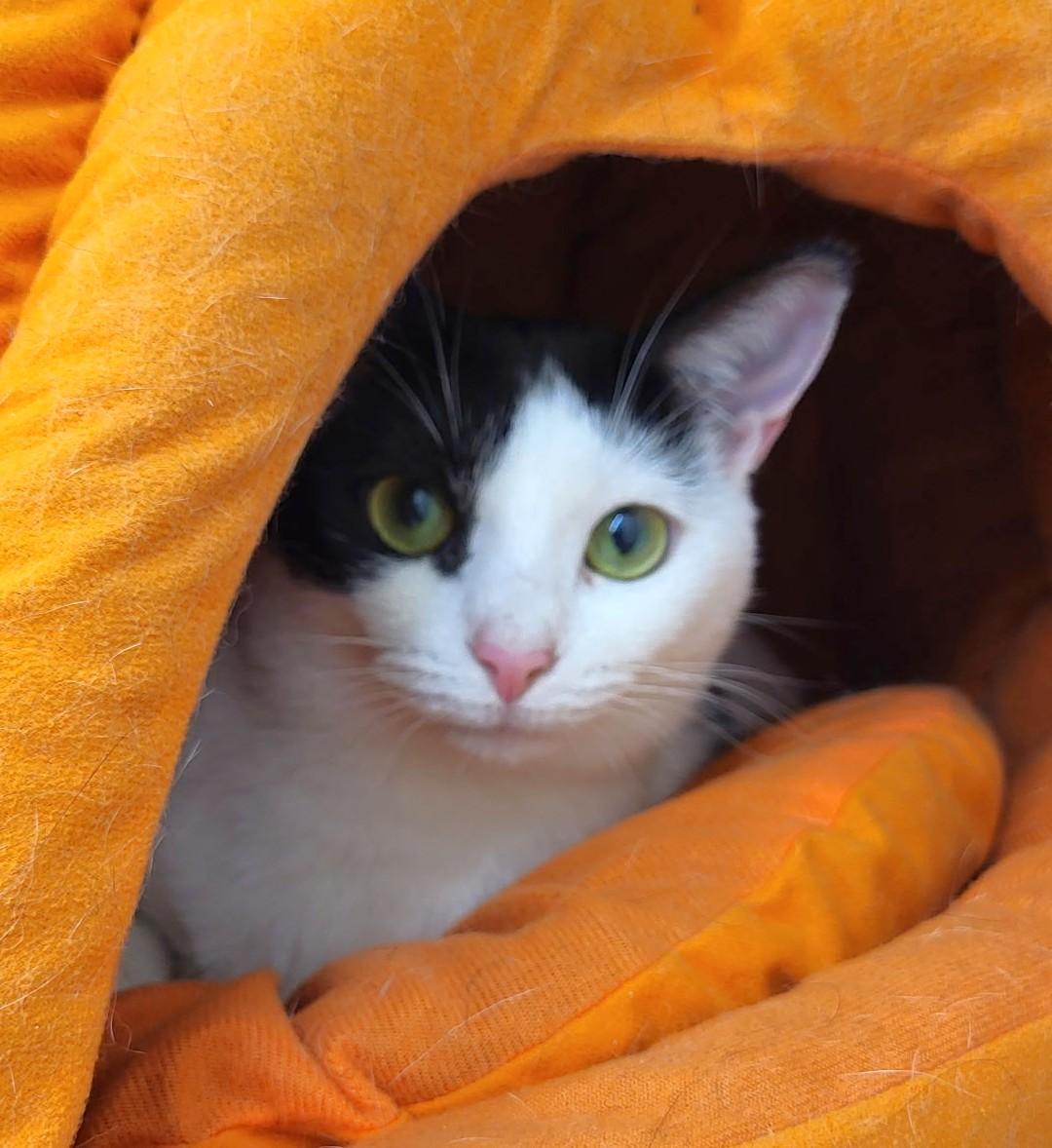 Bean, Adoptable, Young Female Domestic Short Hair.