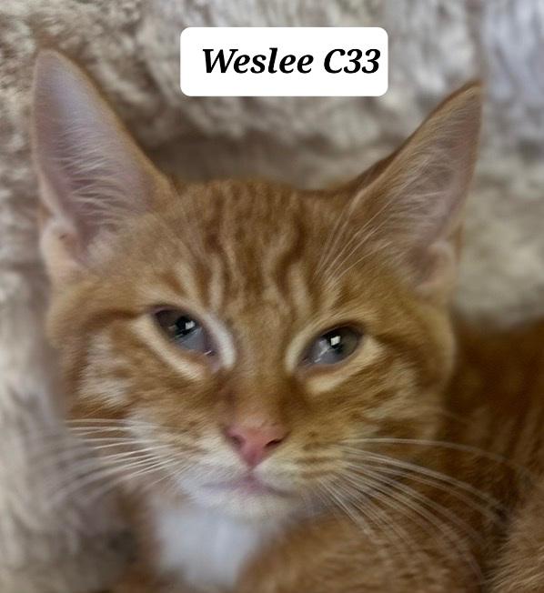 Weslee, ADOPTABLE, Kitten Male Domestic Short Hair.