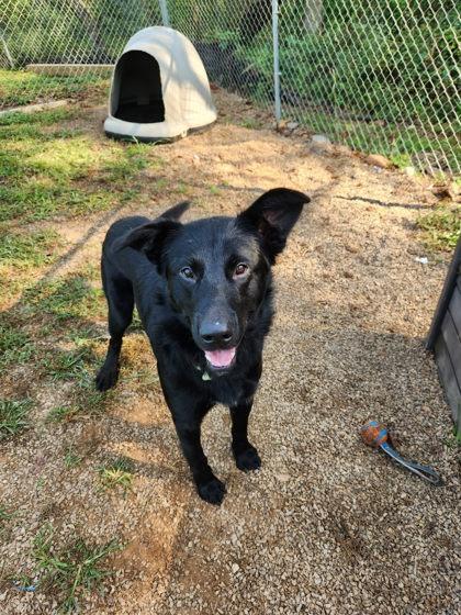 Jett, Adoptable, Young Male German Shepherd Dog & Labrador Retriever.