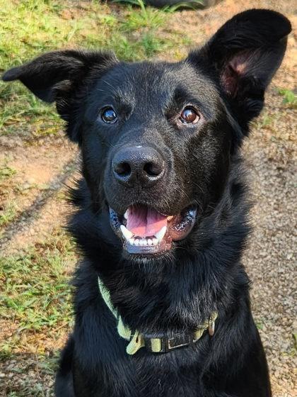 Enlarge Jett, a Adoptable mixed breed in Blue Ridge, GA image 3/3
